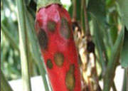 Red Pepper_Disease